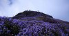 Neelakurinji_760x400.jpg